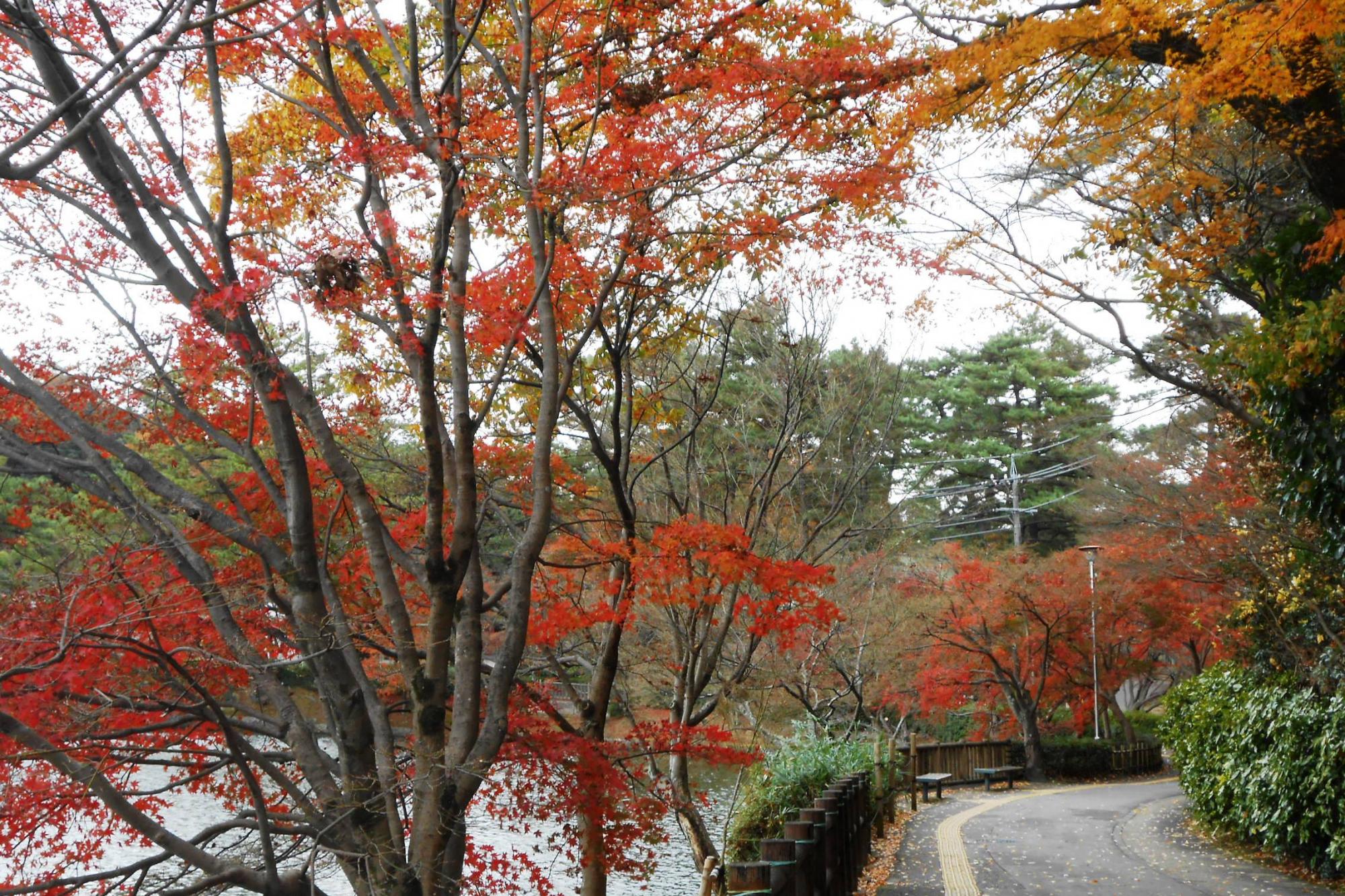 12月7日（金）の東公園紅葉情報を更新しました。