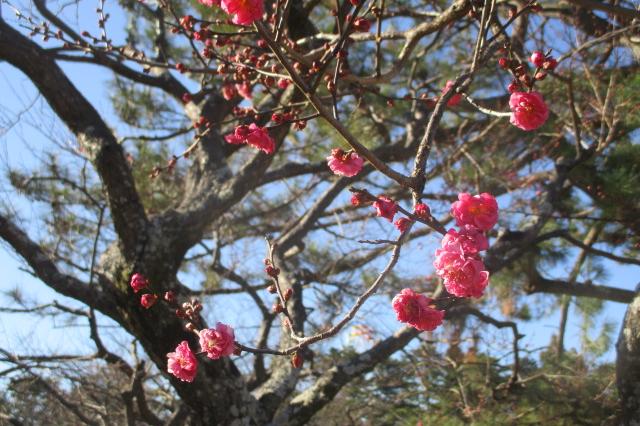 2019年葵梅林の開花情報をお知らせします！