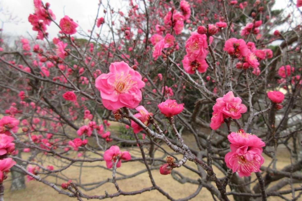 1月22日（火）現在の葵梅林開花状況はこちらです！