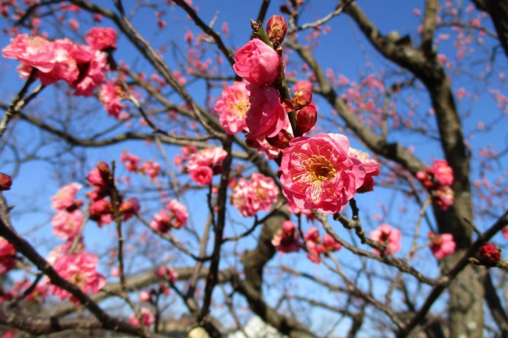 1月30日（水）の梅の開花情報を更新しました！