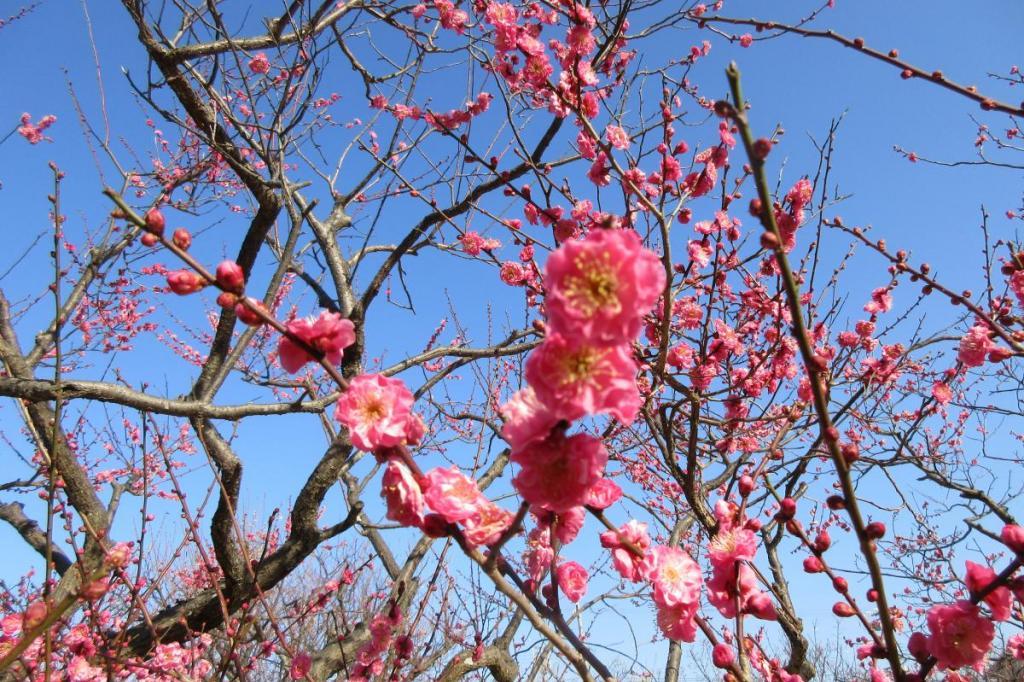 2月5日現在の葵梅林の開花状況はこちらです！