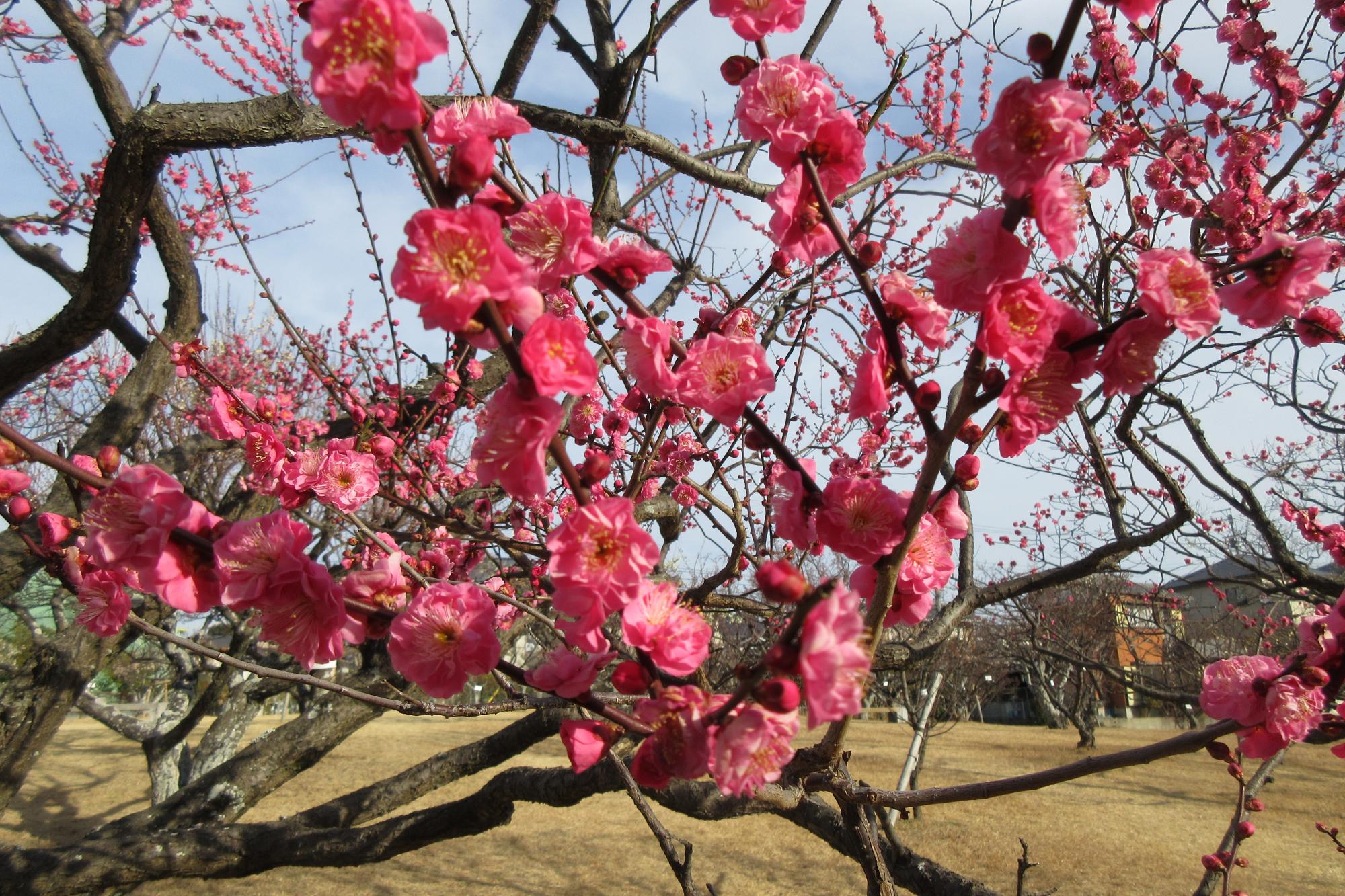 2月8日現在の葵梅林の開花状況はこちらです！