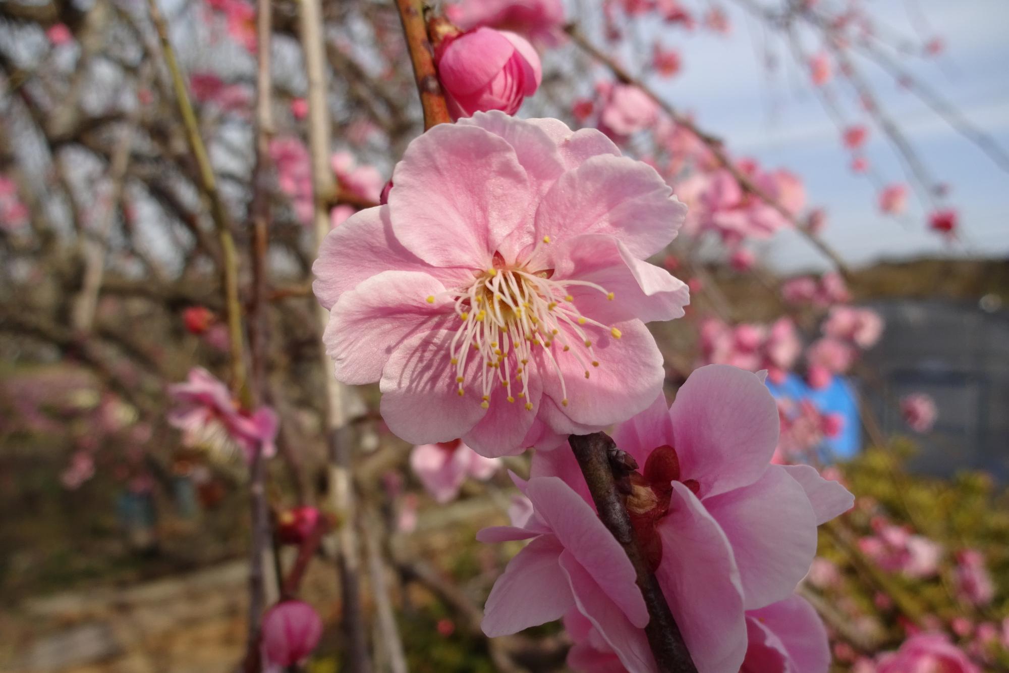 2019年梅の開花状況をお知らせします！