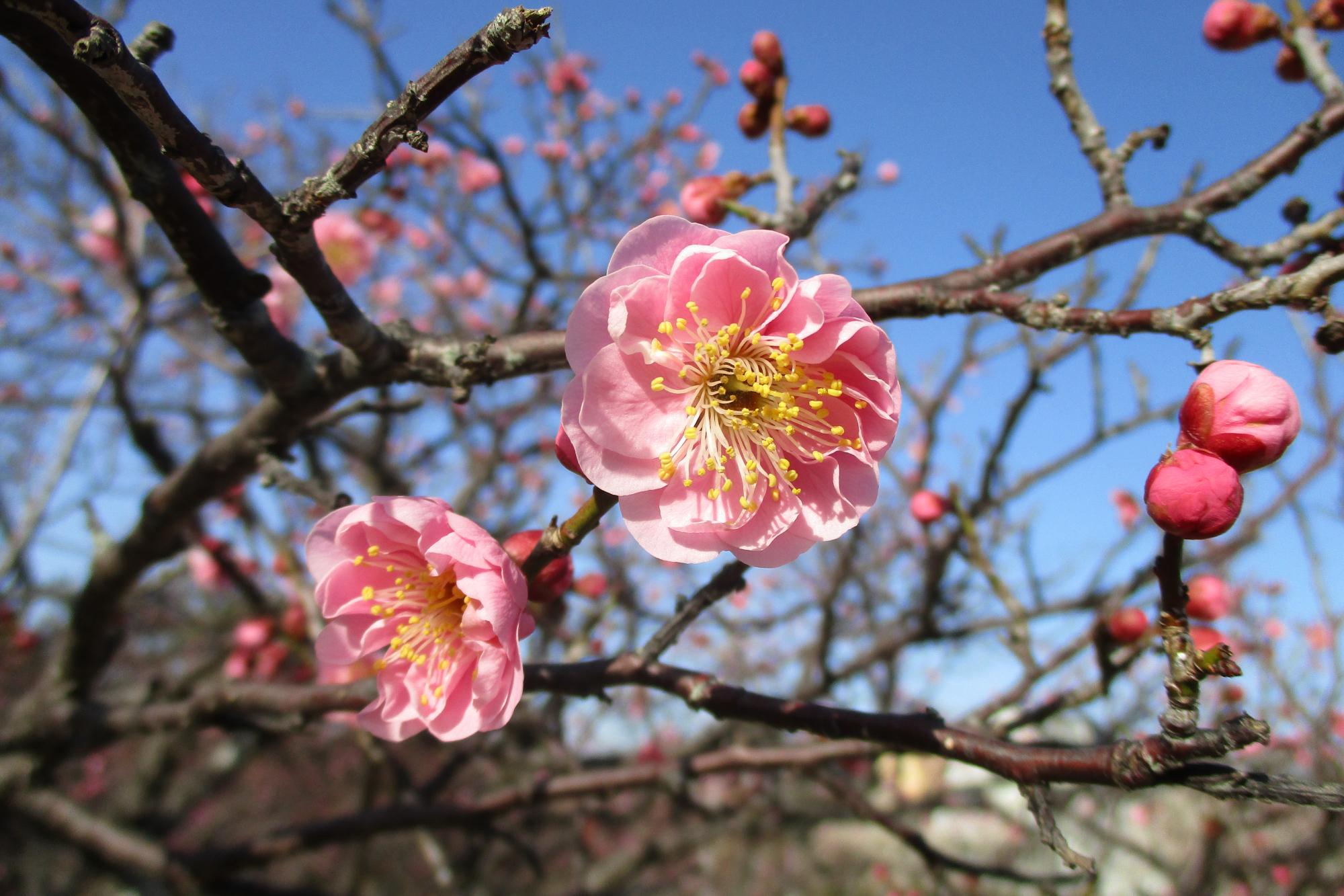 2月13日現在の葵梅林の開花状況はこちらです！