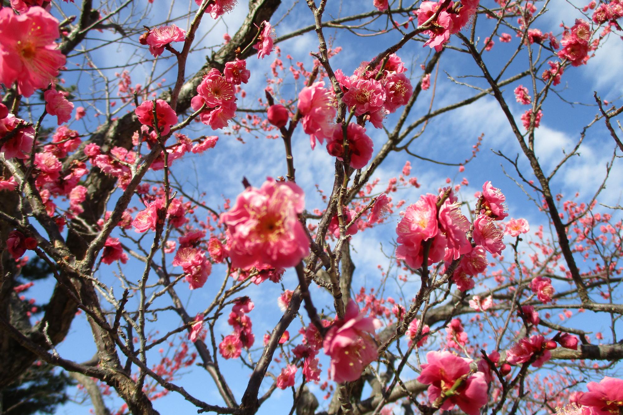 2月15日現在の葵梅林の開花状況はこちらです！