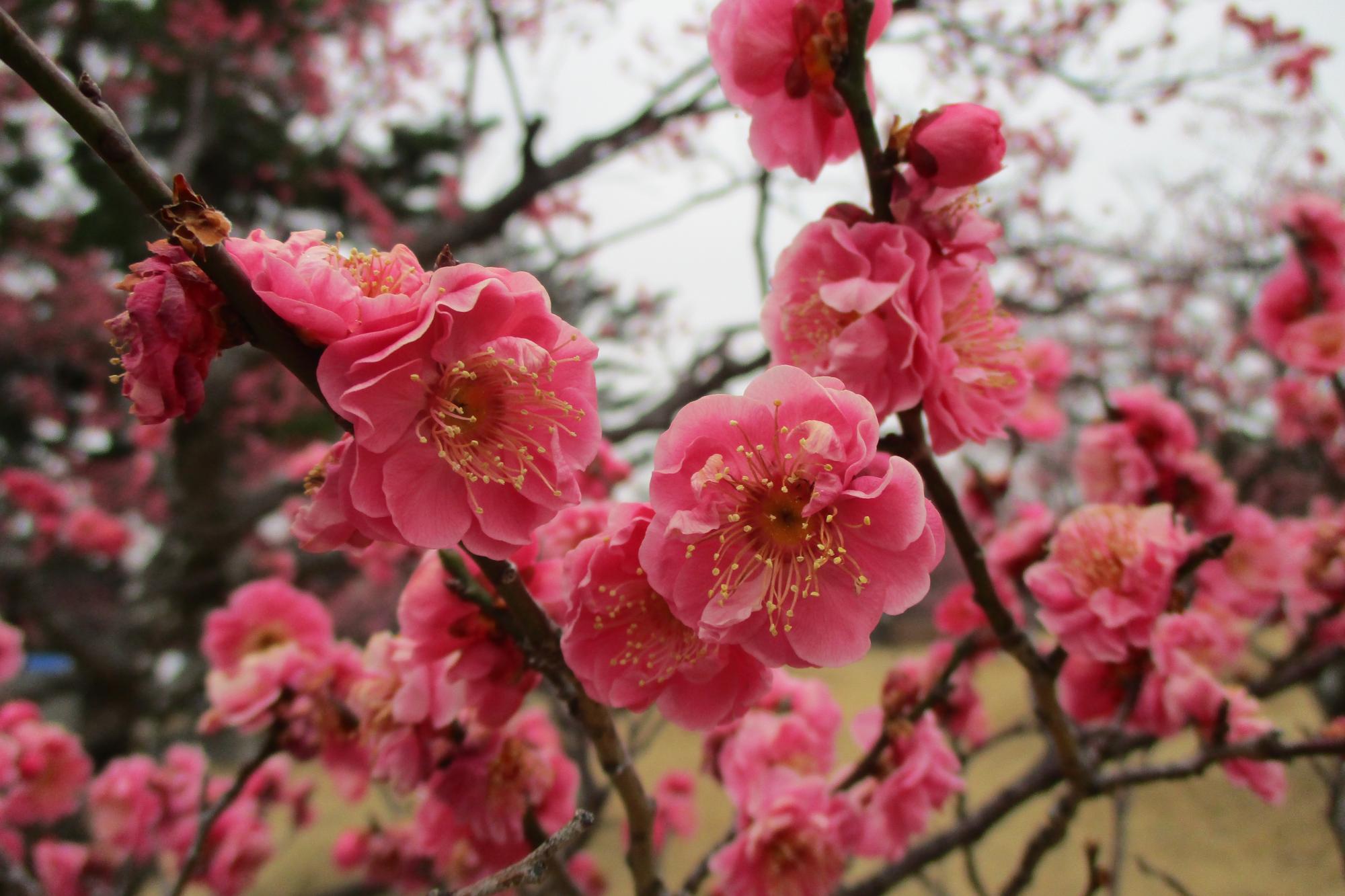 2月19日現在の葵梅林の開花状況はこちらです！