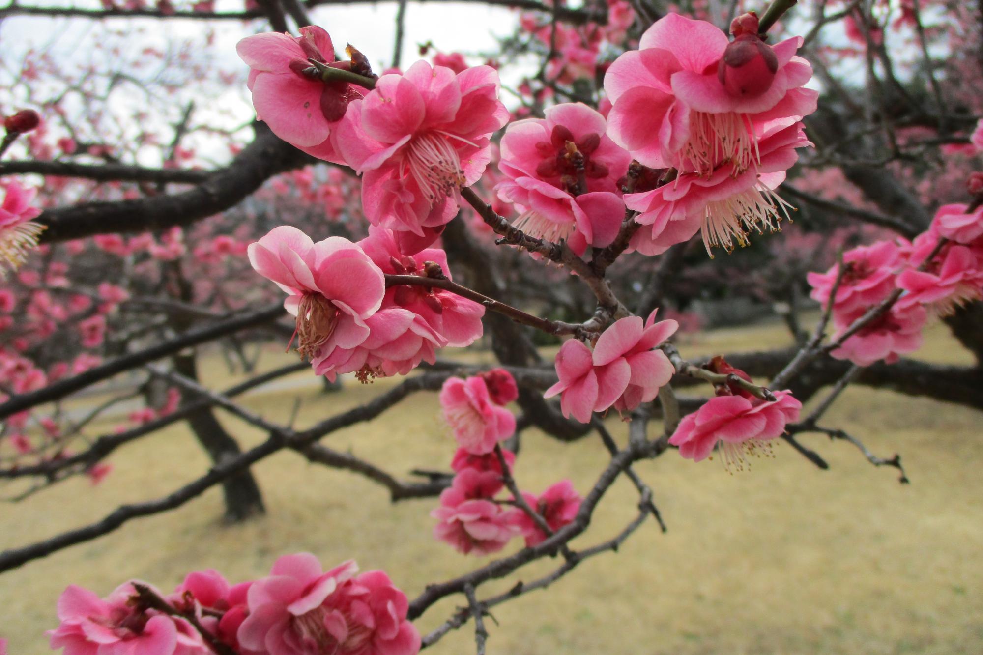 2月22日現在の葵梅林の開花状況はこちらです！