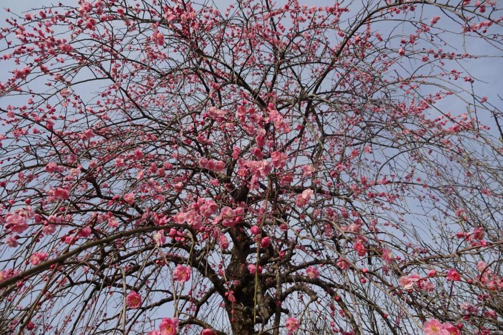 2月24日（日）の梅の開花状況です！