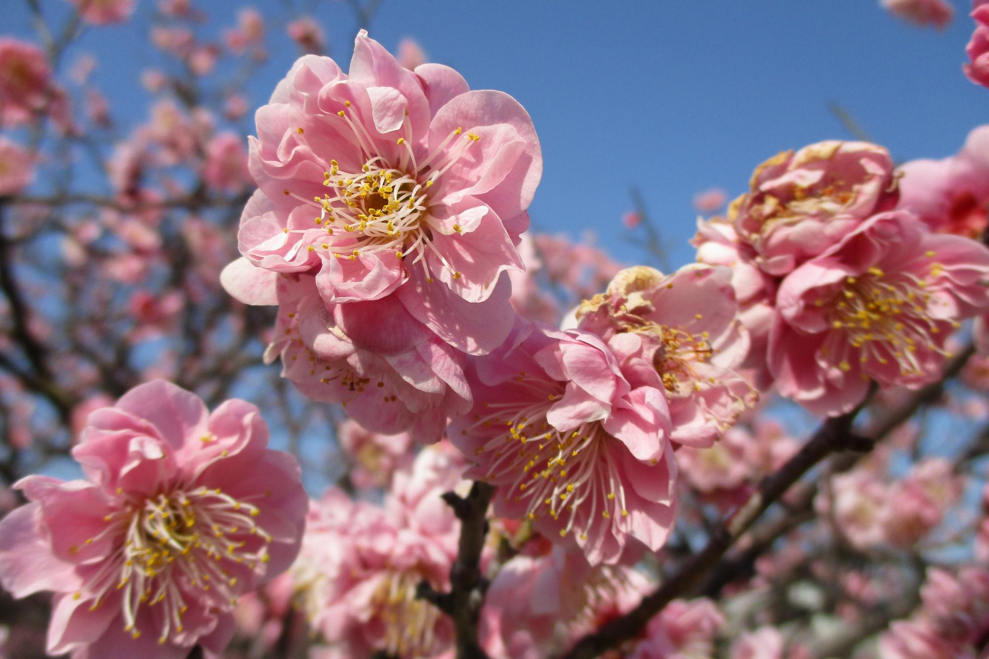 2月27日現在の葵梅林の開花状況はこちらです！