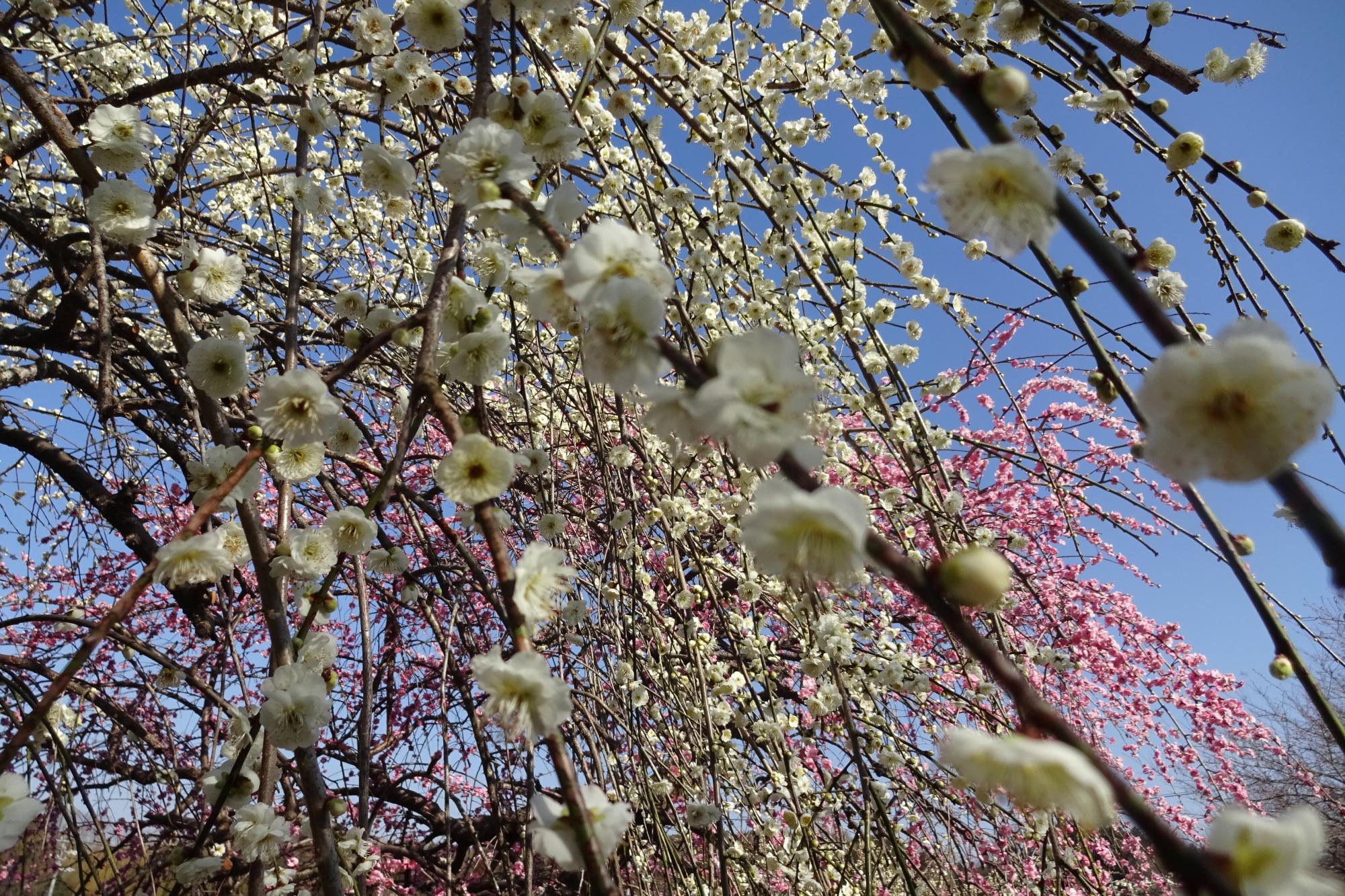 3月2日（土）の梅の花の状況を更新しました！ほぼ満開です！