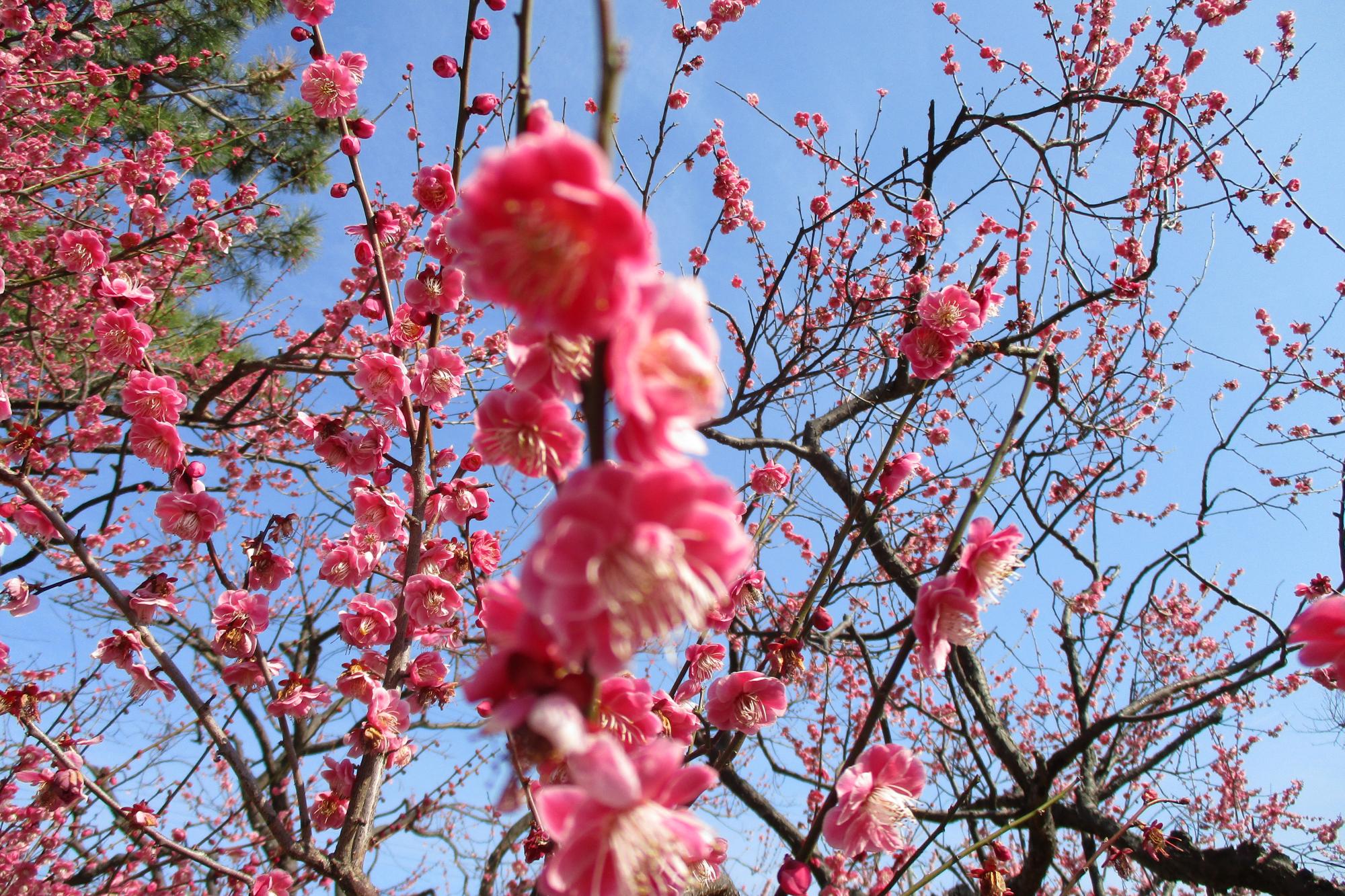 3月2日現在の葵梅林の開花状況はこちらです！