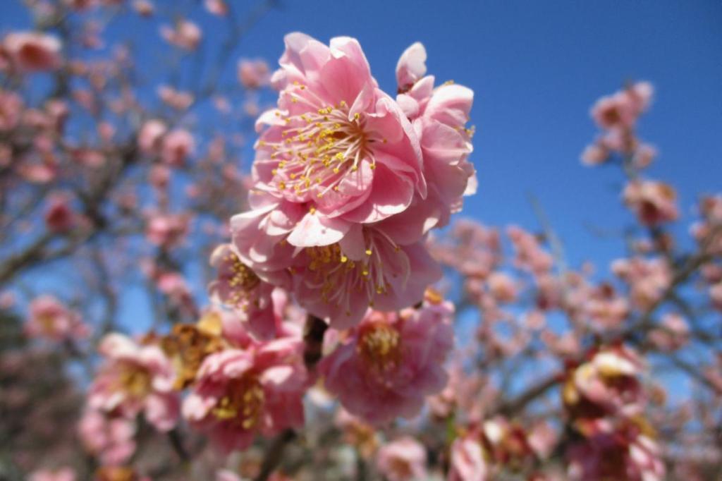 3月6日現在の葵梅林の開花状況はこちらです！