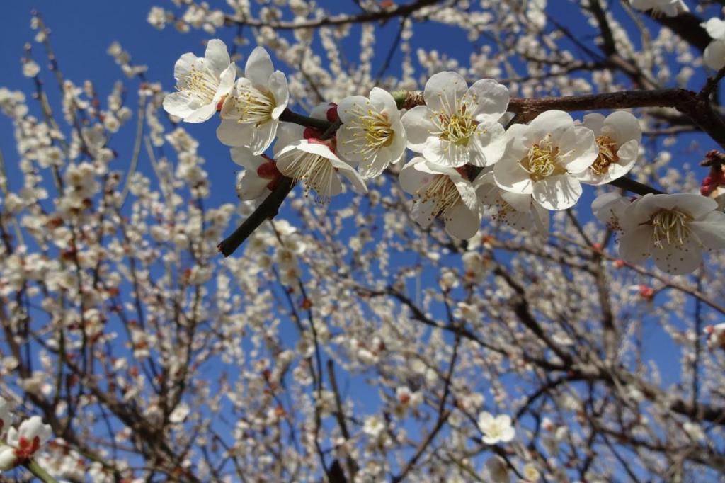3月9日（土）の梅の開花状況を更新しました！