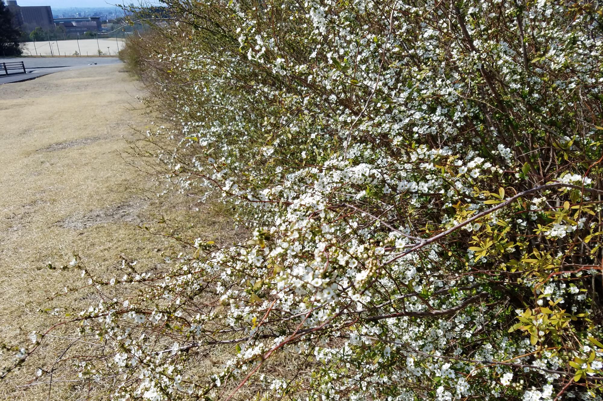 2019年3月16日（土）雪柳の開花状況