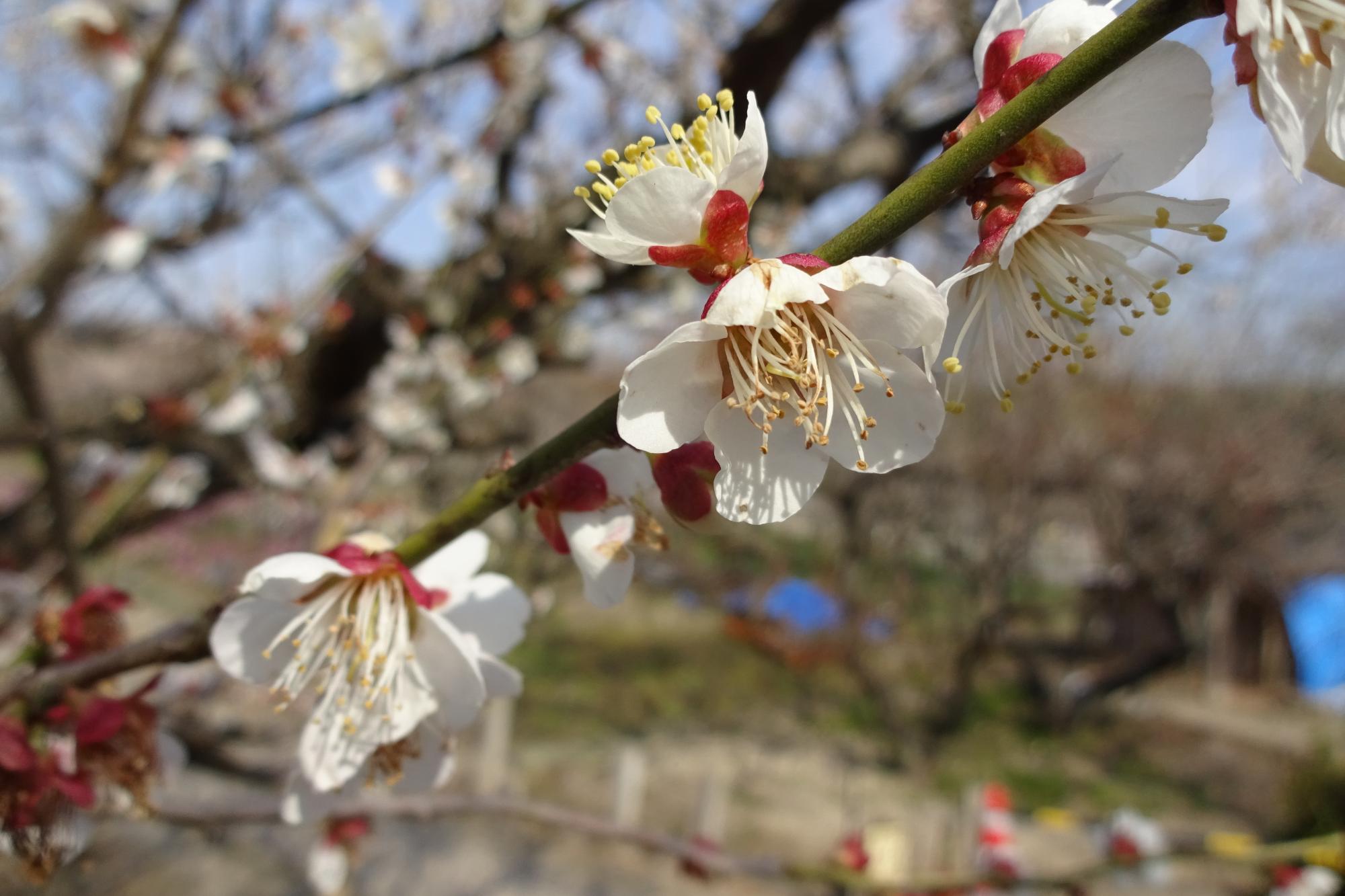 3月16日（土）梅の開花状況をお知らせします！