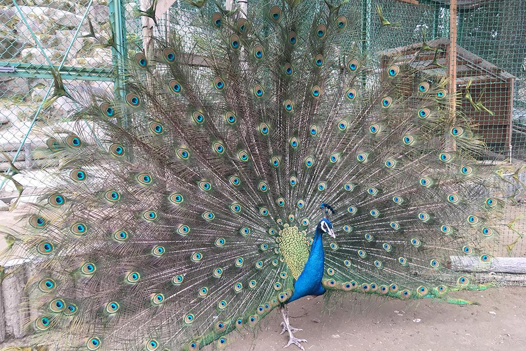 クジャクが羽根を広げ始めました！【東公園動物園】