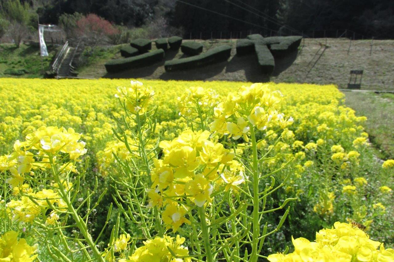 花ぞの苑で菜の花が見頃です！