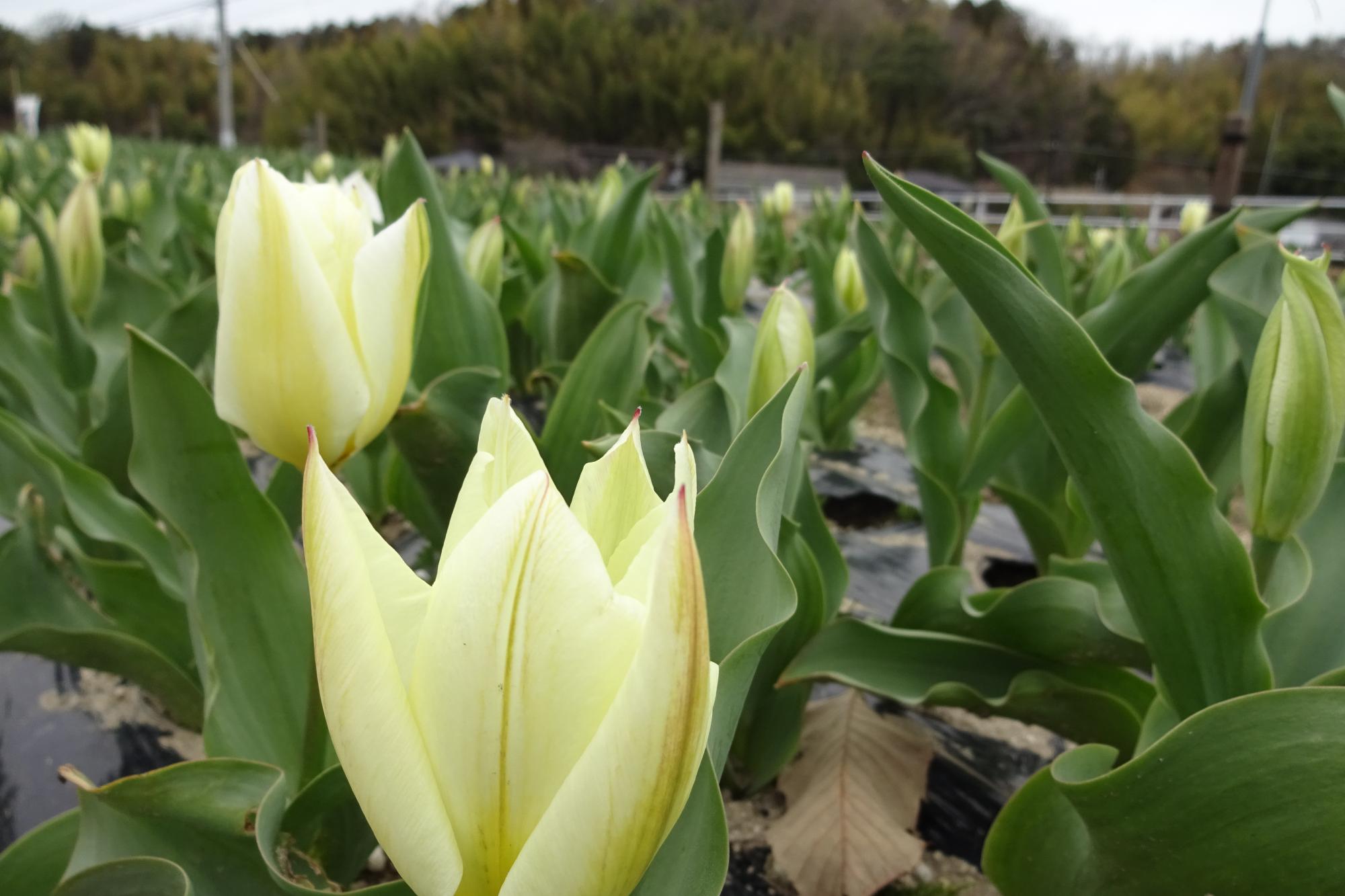 奥殿陣屋に春の花が咲き揃い始めました！