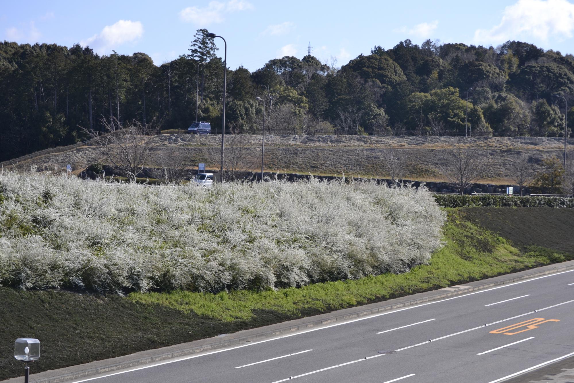 2019年3月26日花の開花状況