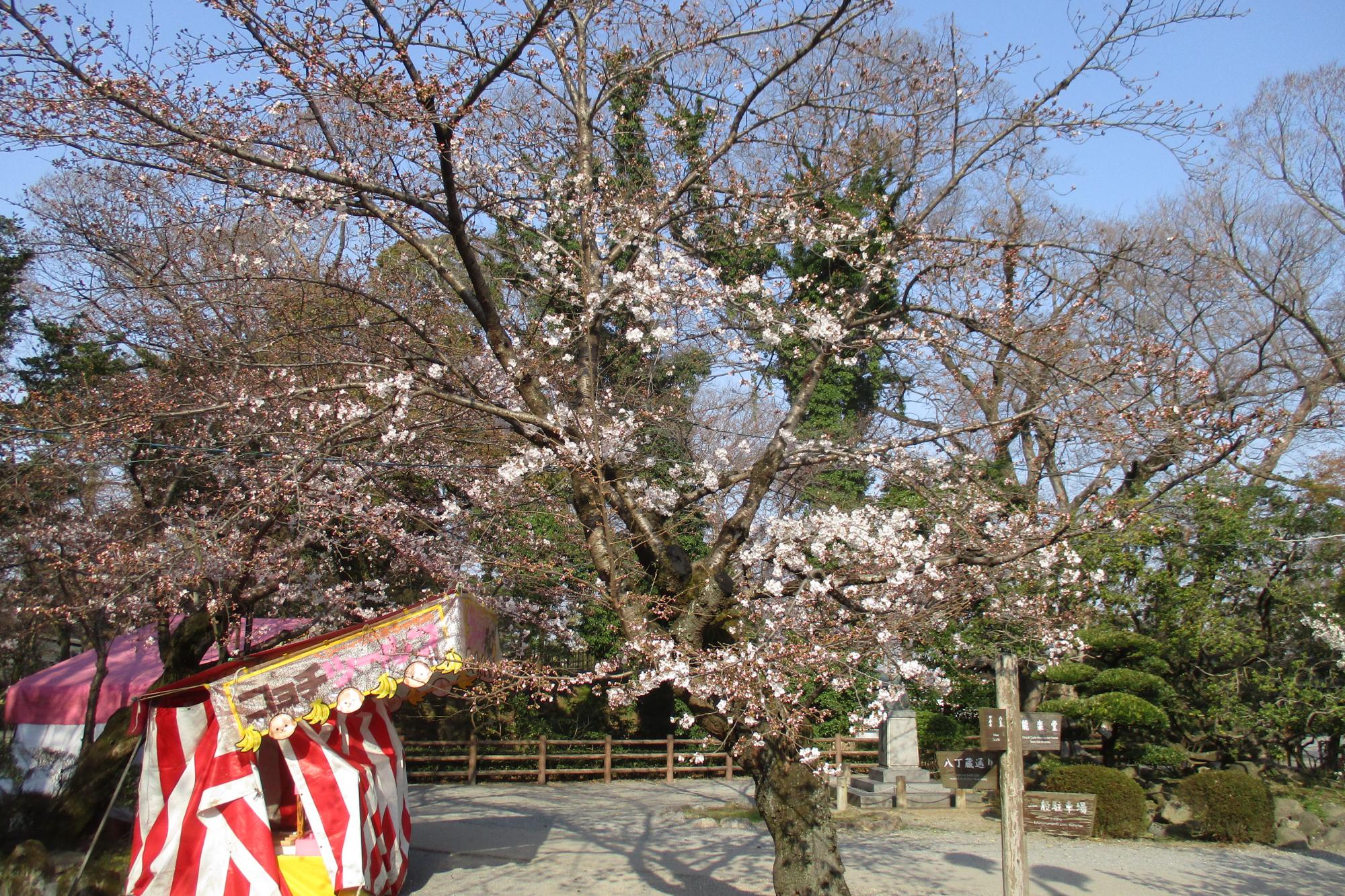2019年3月27日（水）桜の開花状況を公開しました。