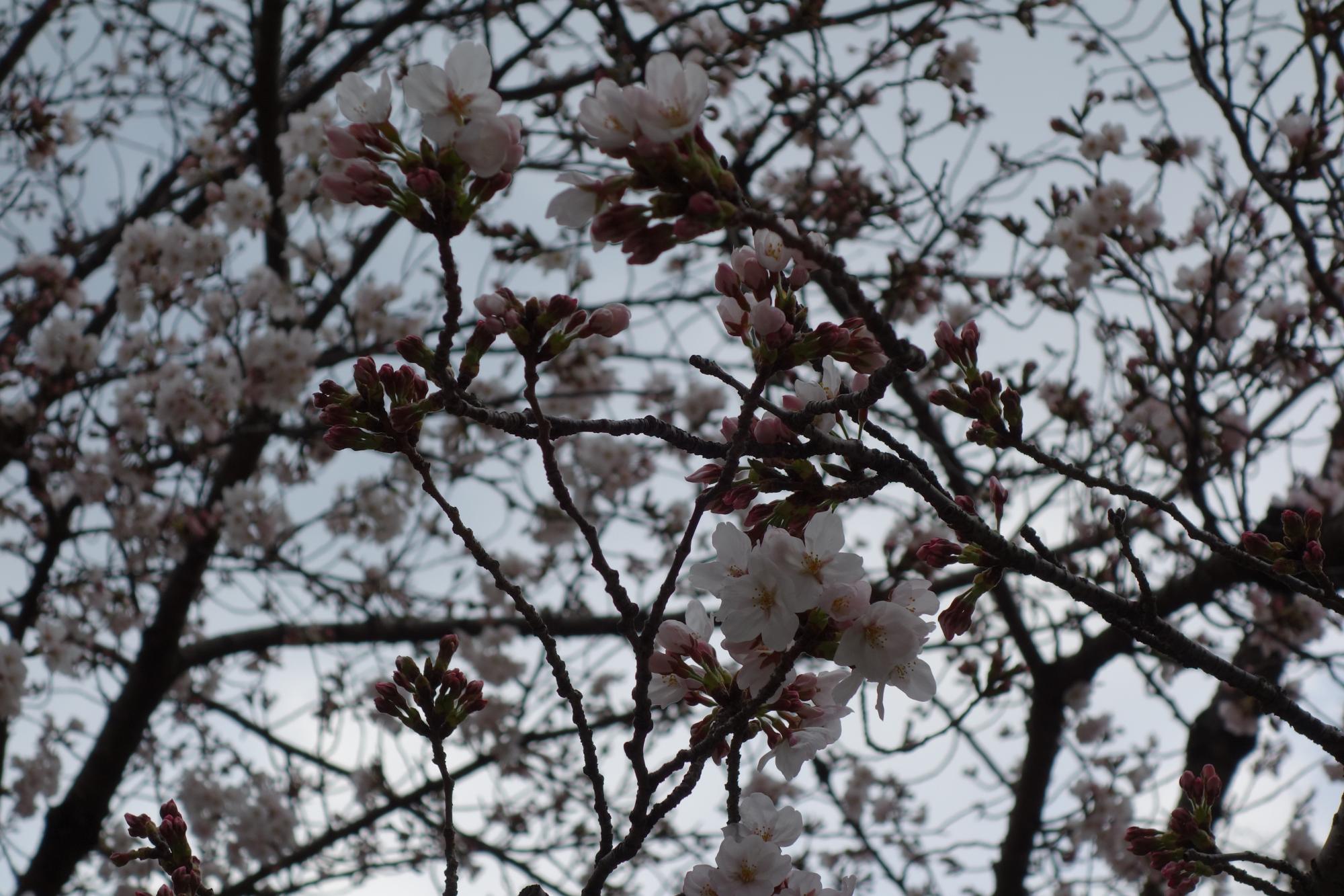 2019年3月28日（木）桜の開花状況を公開しました。