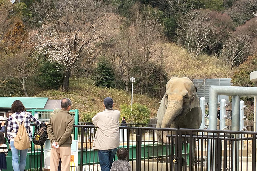 ゾウのふじ子の近くで桜が咲き始めました！【東公園動物園】