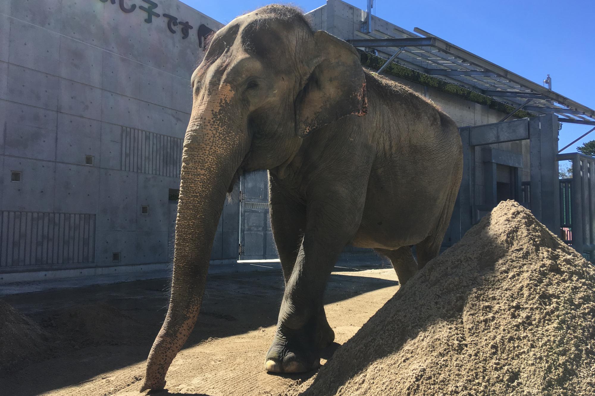 ゾウのふじ子51歳のお誕生日会とパネル展を開催します。【東公園動物園】