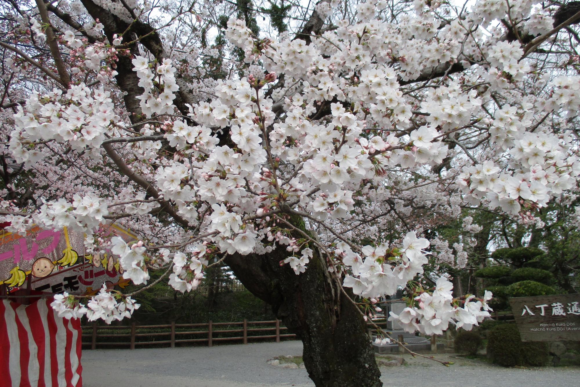 2019年3月29日（金）桜の開花状況を公開しました。