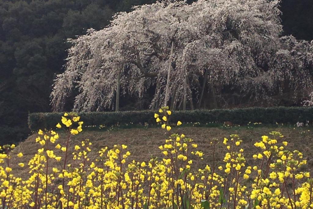 3月29日（金）奥山田しだれ桜の開花情報を更新しました！