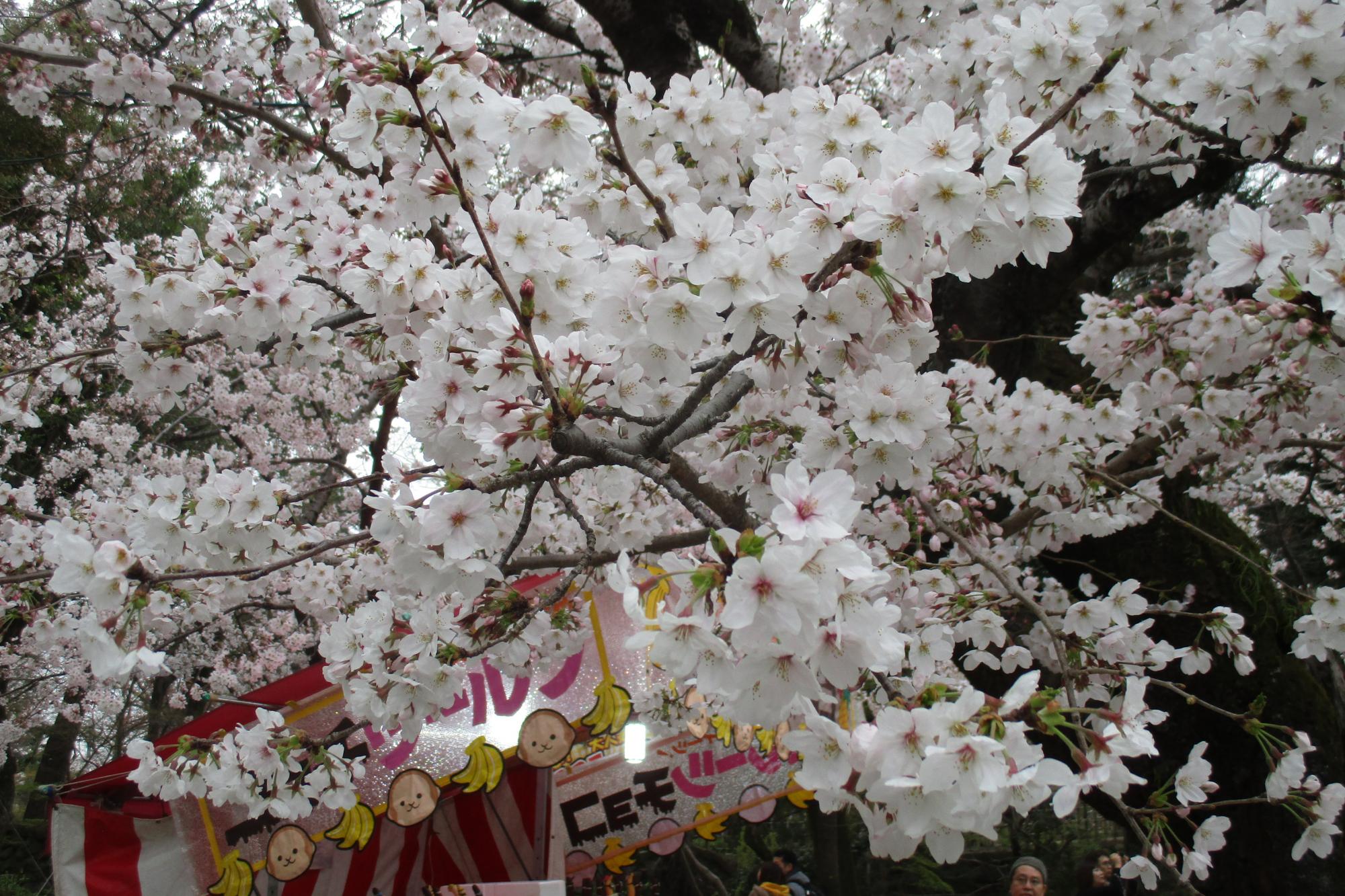 2019年3月30日（土）桜の開花状況を公開しました。
