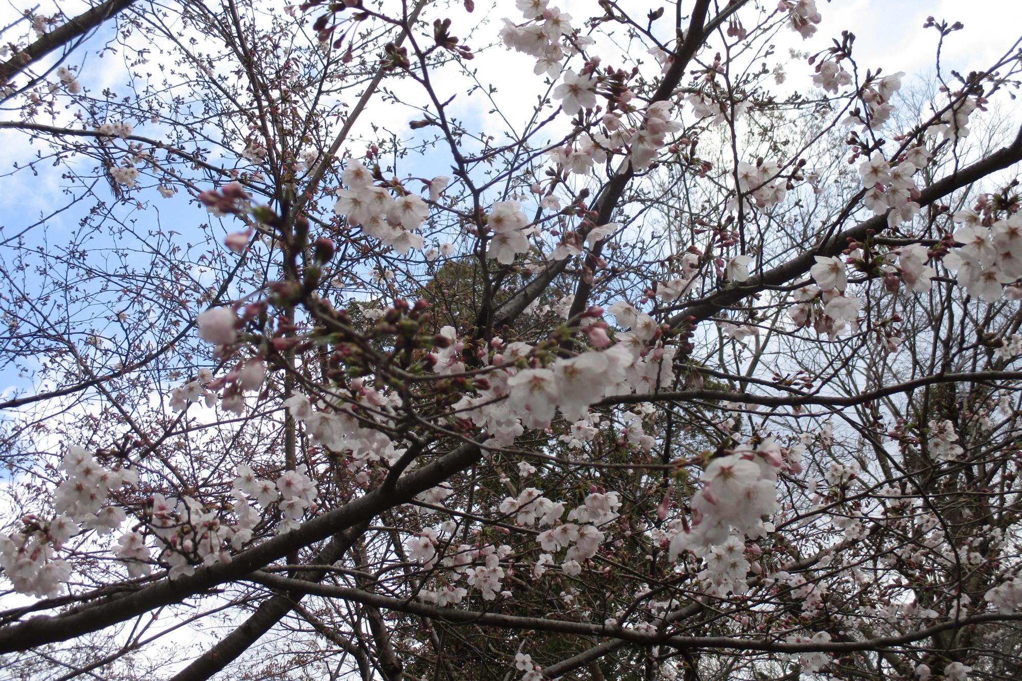 2019年3月31日（日）桜の開花状況を公開しました。