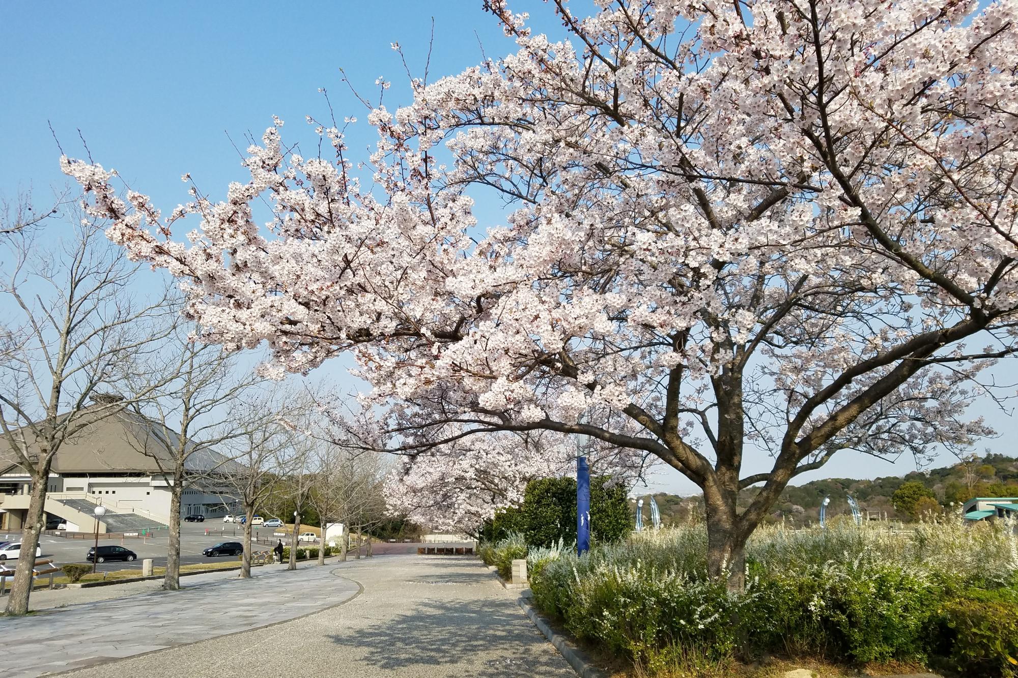 2019年4月7日（日）花の開花状況