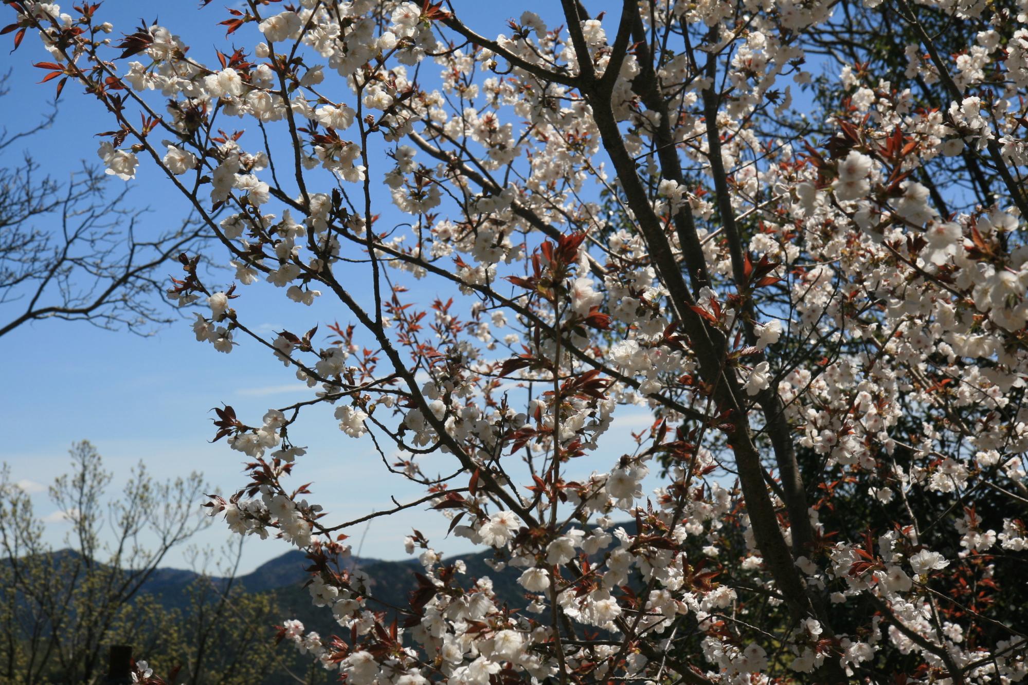 乙川の桜まつりは今日でおしまいですが、、、おおだの森の桜はまだまだ見頃です！