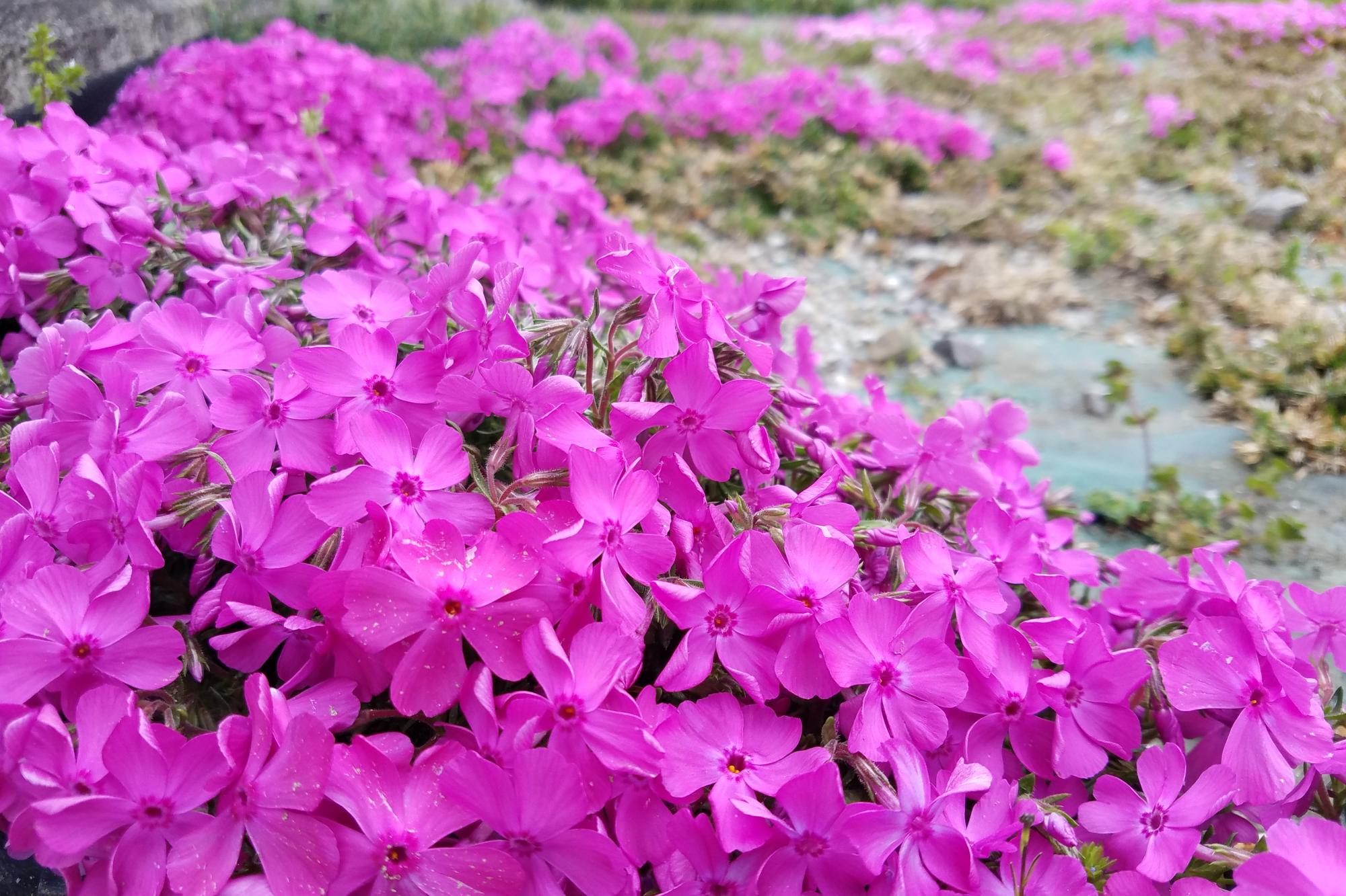 4月14日（日）芝桜が咲き始めました！