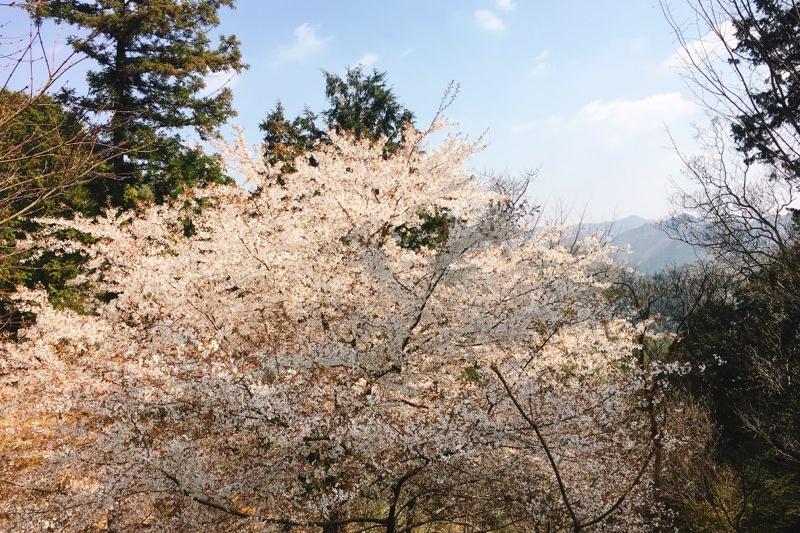 おおだの森花見会を実施しました！