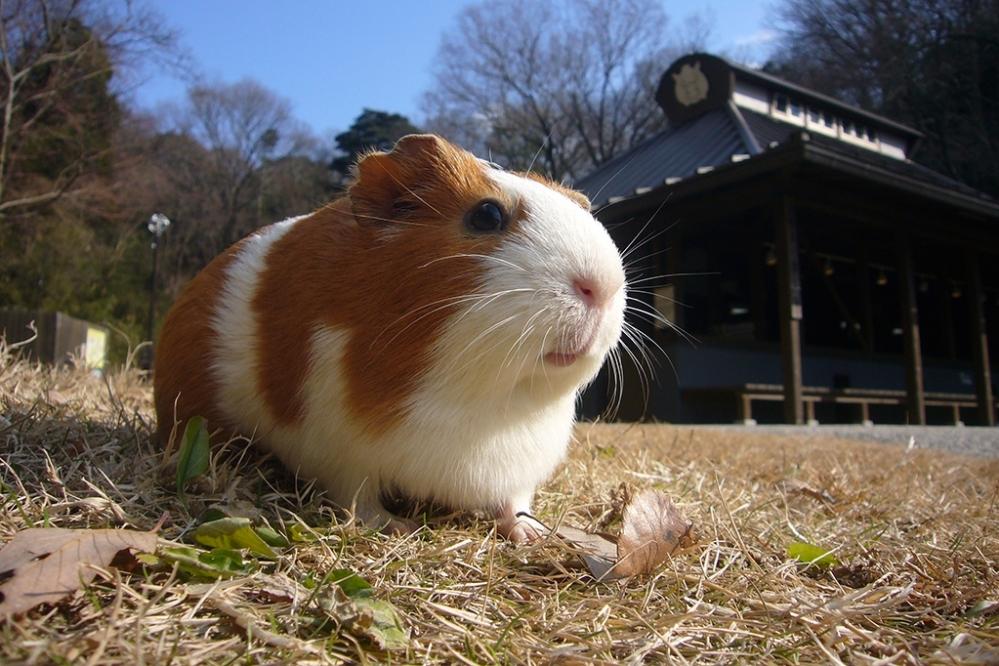 「東公園動物園写真展【東公園動物園】」ページが更新されました