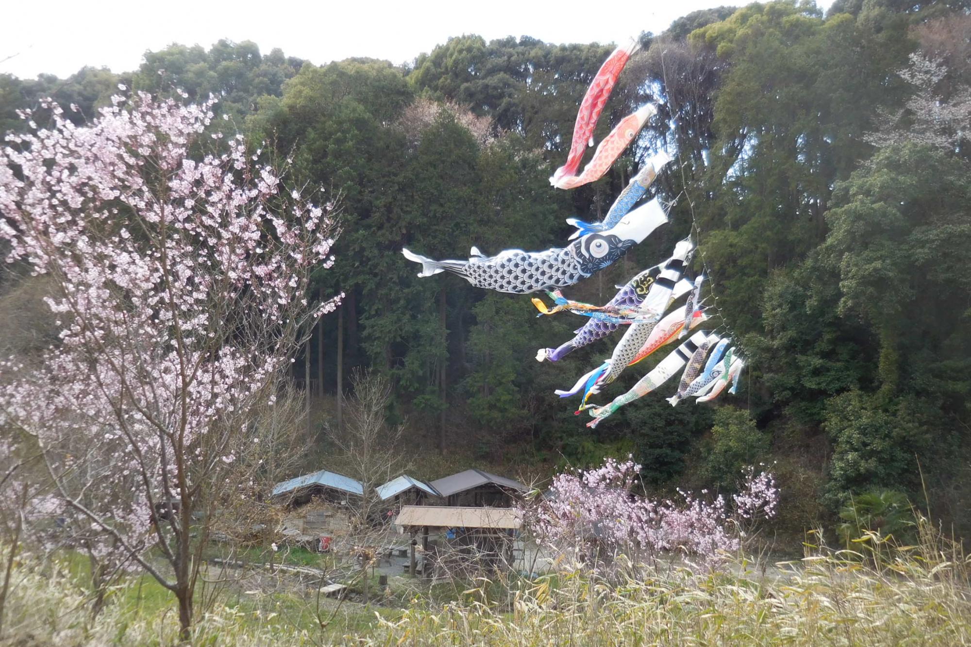 おかざき自然体験の森恒例！鯉のぼりを上げました。