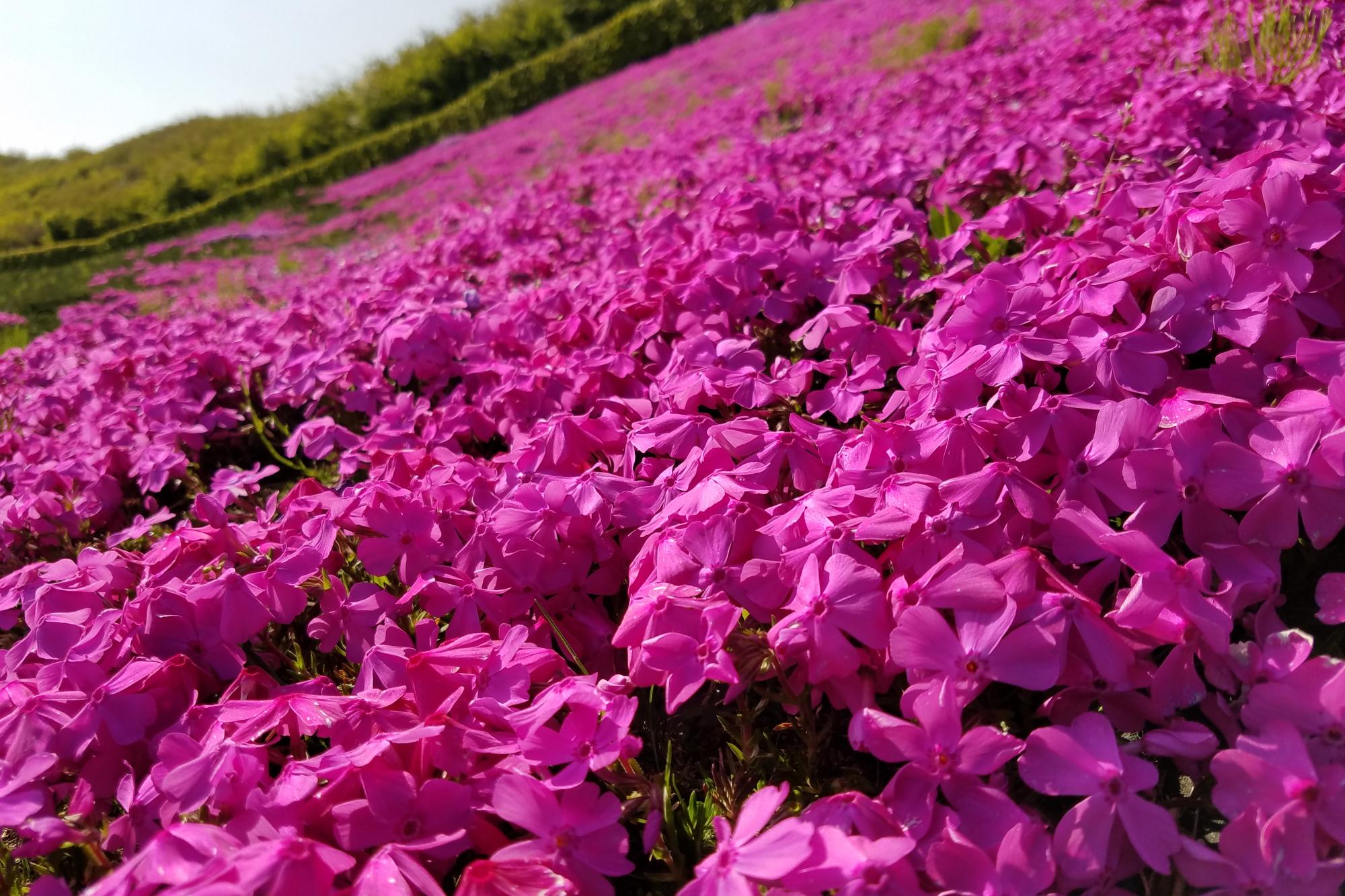 2019年4月20日（土）芝桜開花状況