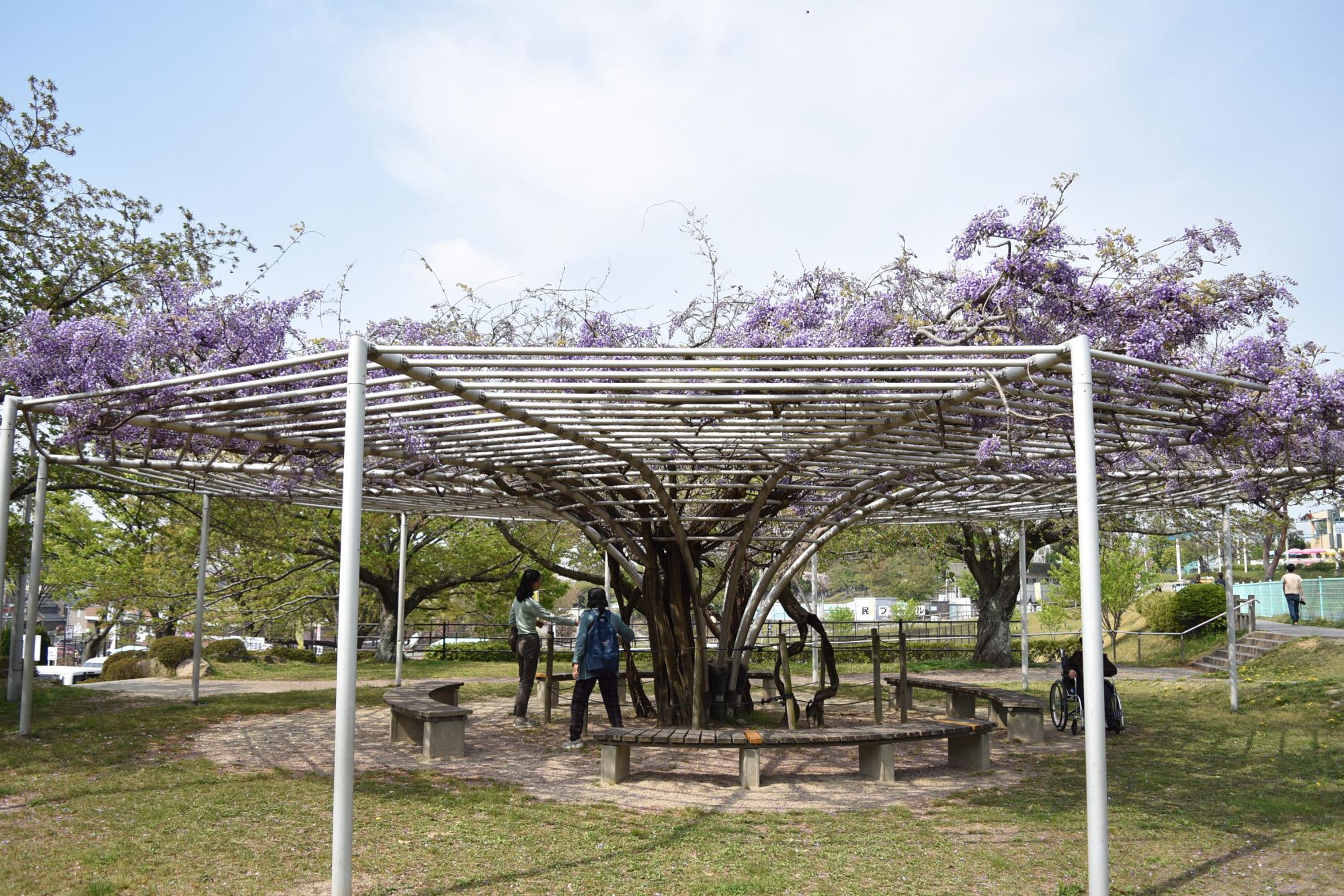 2019年南公園の藤の開花情報はこちら！