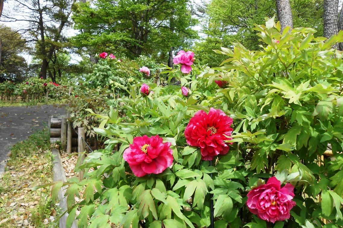 4月23日（火）のぼたん園の様子を更新しました！