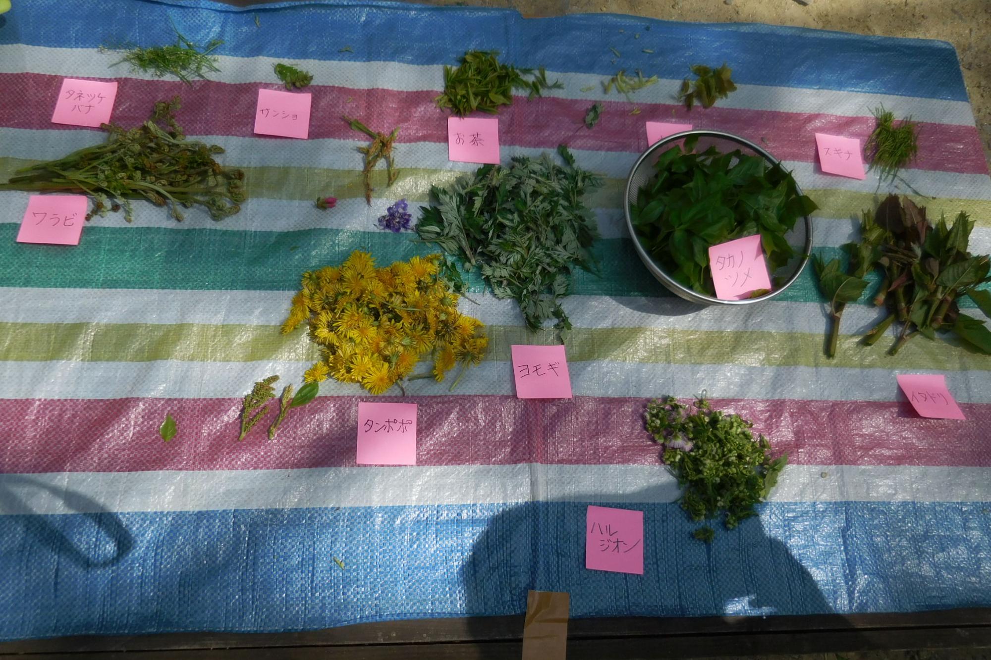 植物観察会「食べられる植物を探そう」を実施しました。