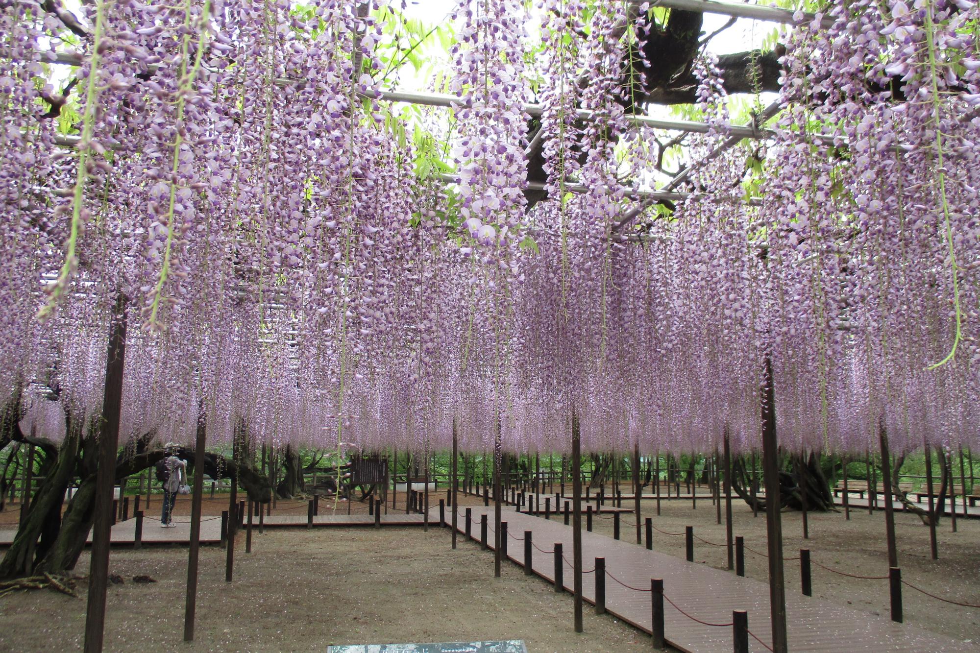 2019年4月26日（金）五万石ふじの開花状況を公開しました。