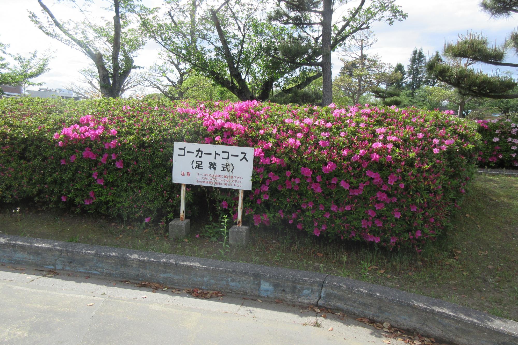2019年のツツジの開花状況はこちらからご覧ください！