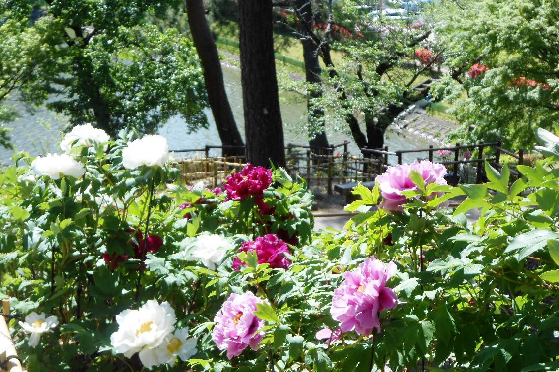 4月27日（土）のぼたん園の様子を更新しました！