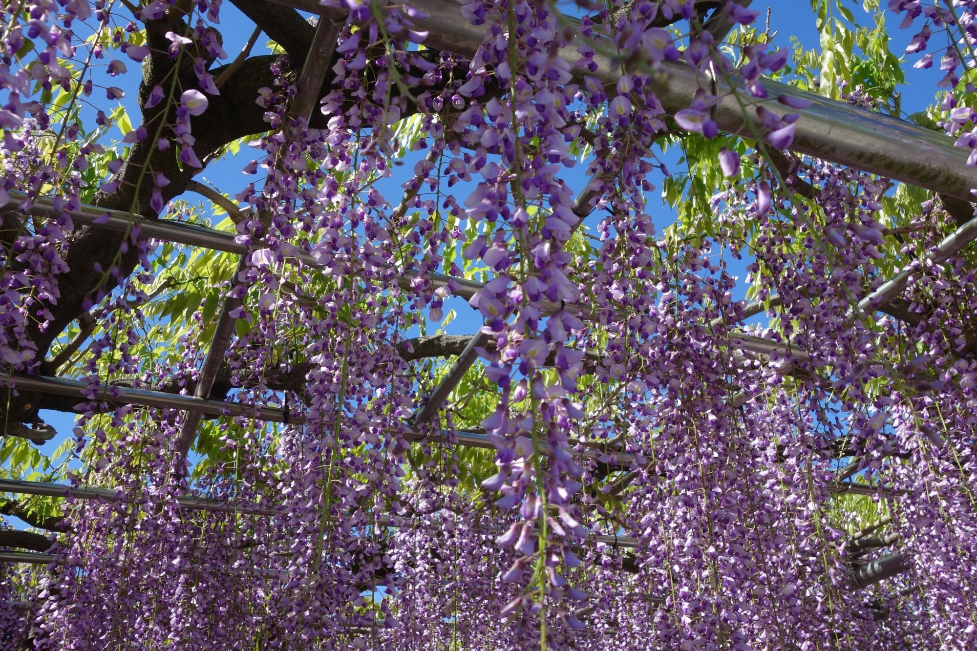 2019年4月27日（土）の五万石ふじの開花状況を公開しました。