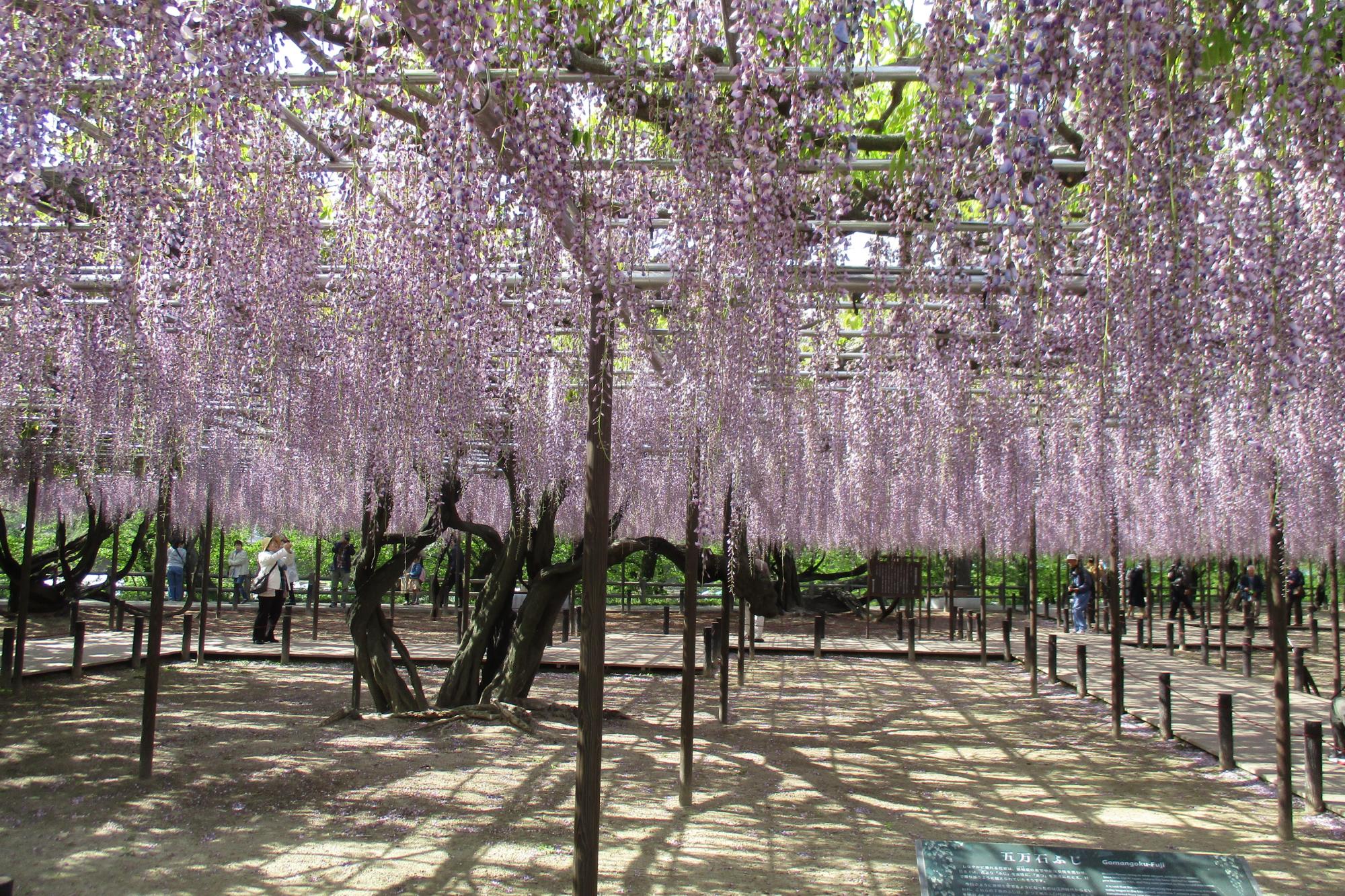 2019年4月28日（日）五万石ふじの開花状況を公開しました。