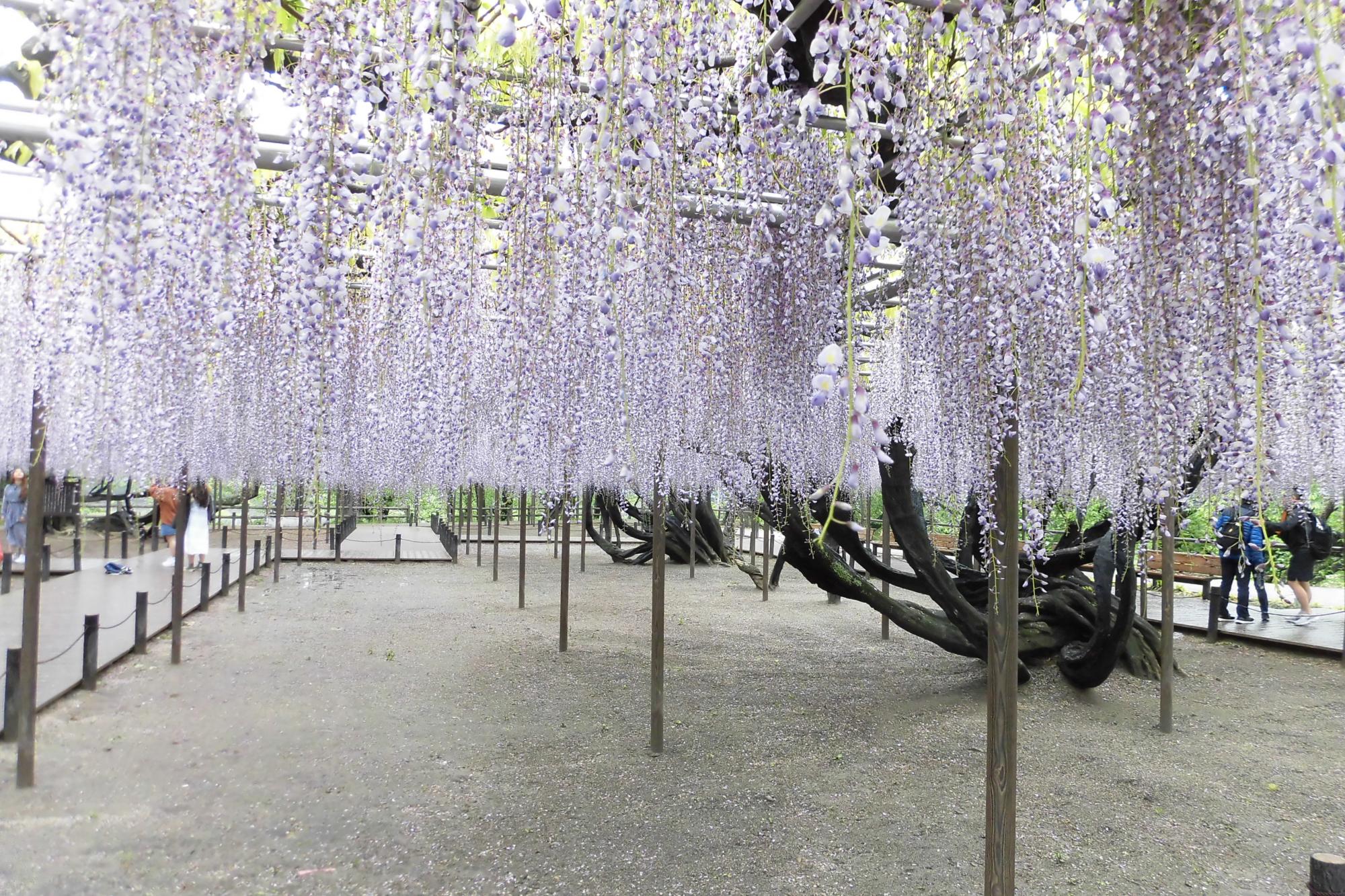 2019年4月30日（火）五万石ふじの開花状況を公開しました。