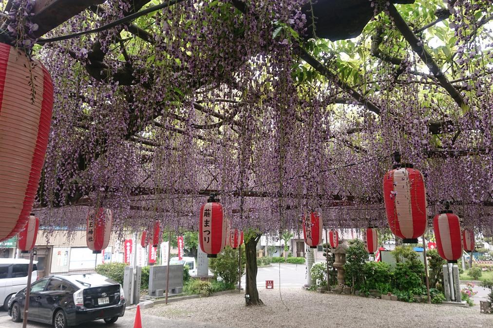4月30日（火）徳王神社の藤の開花状況です！
