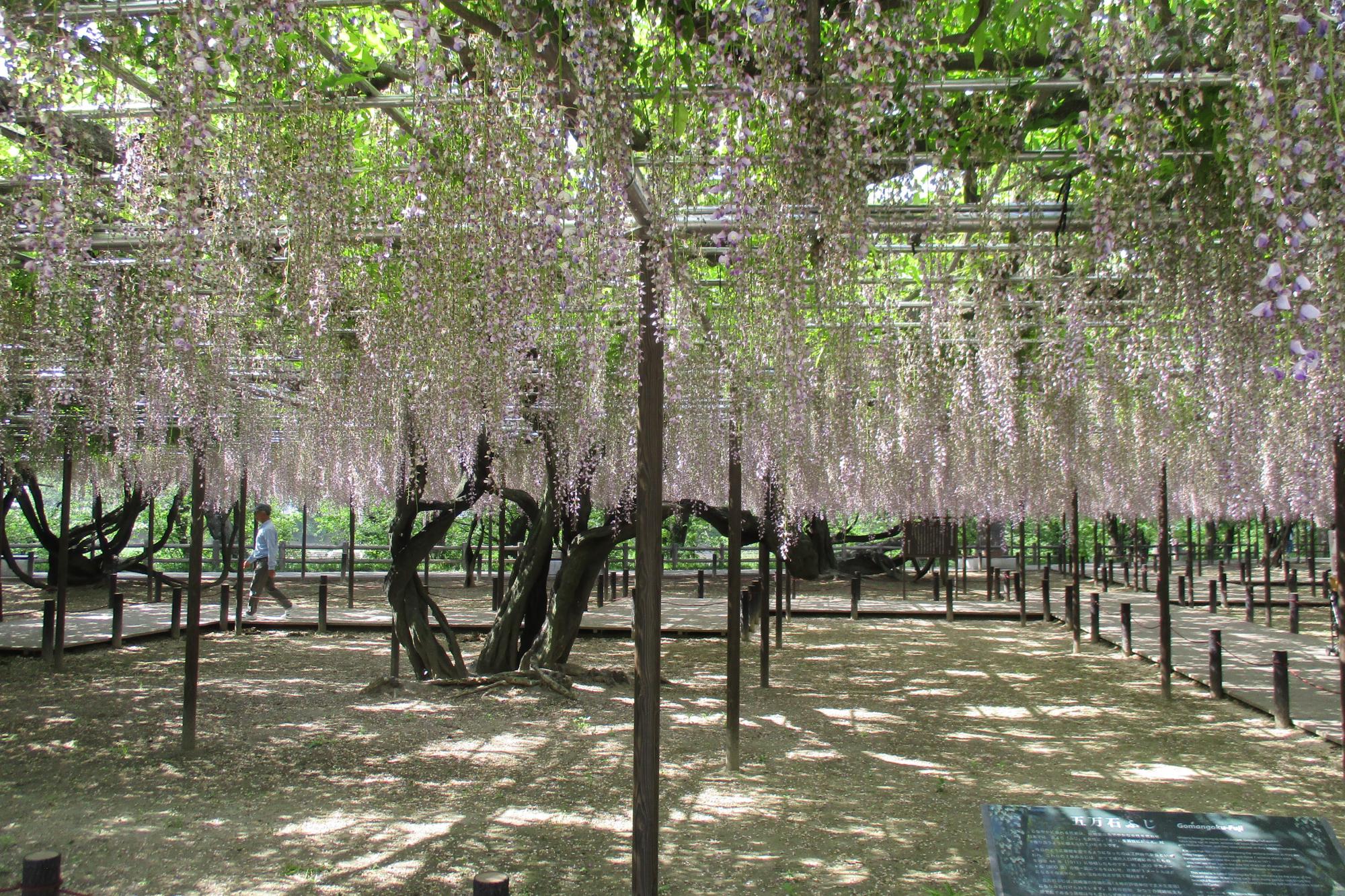 2019年5月6日（月）五万石ふじの開花状況を公開しました。