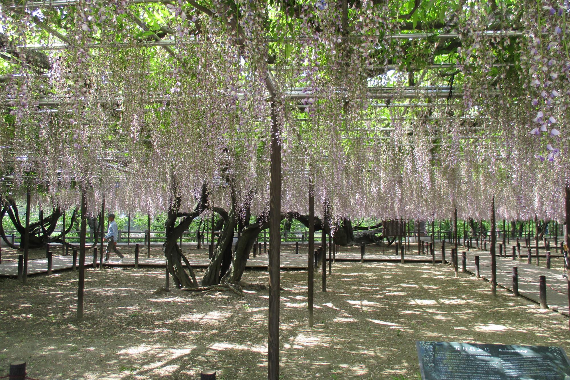 2019年5月6日（月）五万石ふじの開花状況を公開しました。